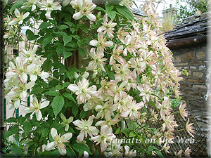 Clematis photograph