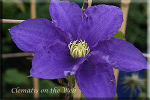 Clematis photograph