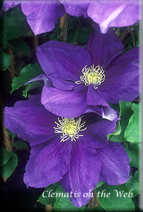 Clematis photograph