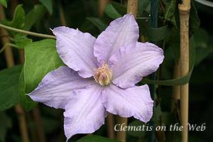 Clematis photograph