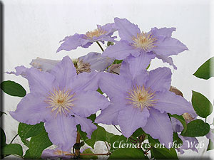 Clematis photograph