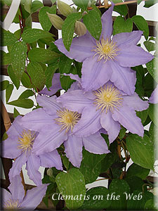 Clematis photograph