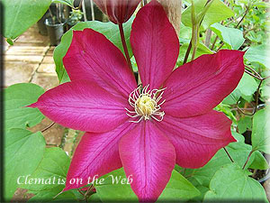 Clematis photograph