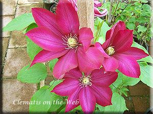 Clematis photograph