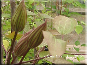 Clematis photograph