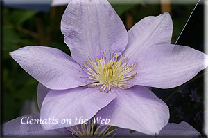 Clematis photograph