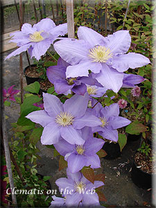 Clematis photograph