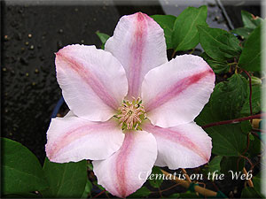 Clematis photograph