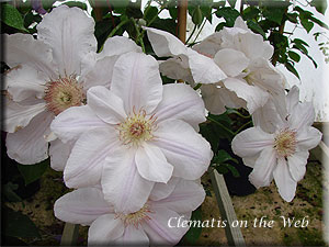 Clematis photograph