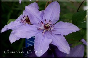 Clematis photograph