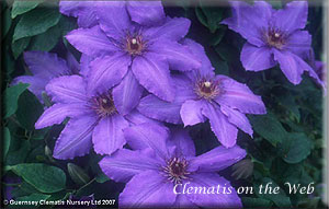 Clematis photograph