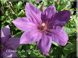 Clematis photograph