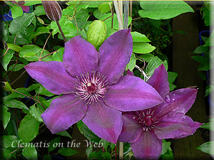 Clematis photograph