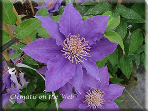 Clematis photograph