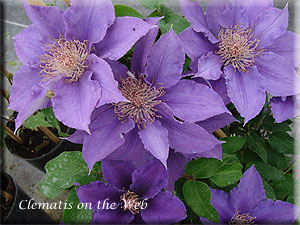 Clematis photograph