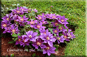 Clematis photograph