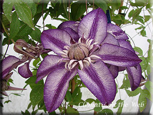 Clematis photograph