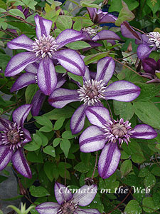 Clematis photograph