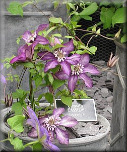 Clematis photograph