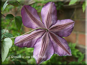 Clematis photograph