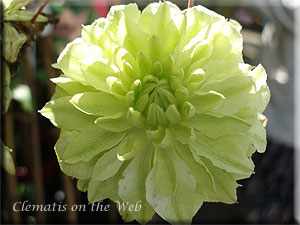 Clematis photograph