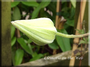 Clematis photograph