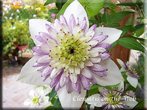 Clematis photograph