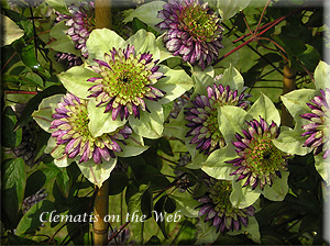 Clematis photograph