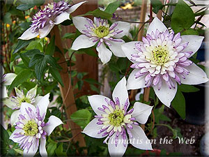 Clematis photograph