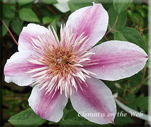 Clematis photograph