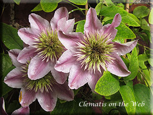 Clematis photograph