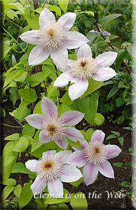 Clematis photograph