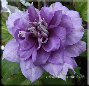 Clematis photograph