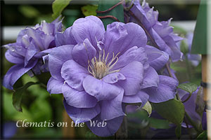 Clematis photograph