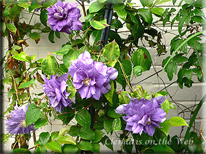 Clematis photograph