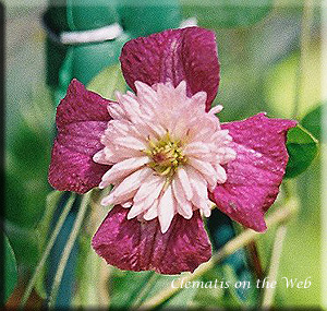 Clematis photograph