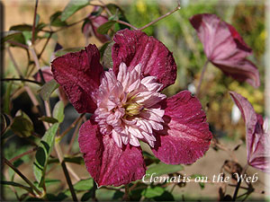 Clematis photograph