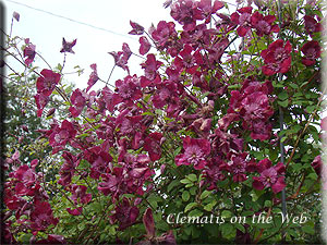 Clematis photograph