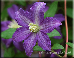 Clematis photograph