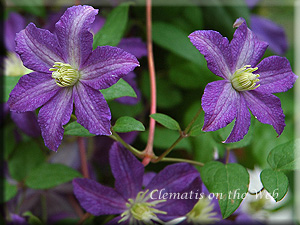 Clematis photograph