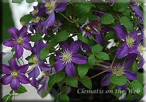 Clematis photograph