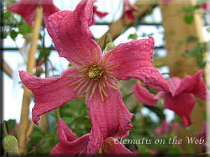 Clematis photograph