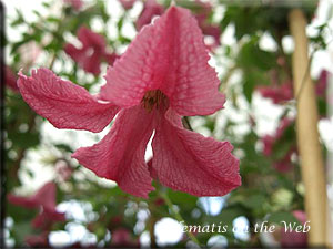 Clematis photograph