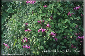 Clematis photograph