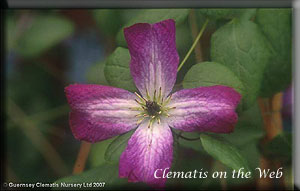 Clematis photograph