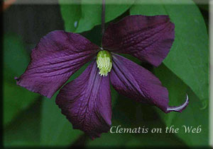 Clematis photograph