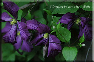 Clematis photograph