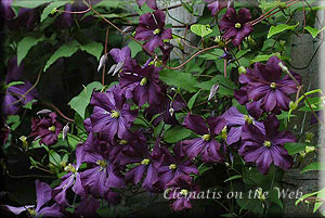 Clematis photograph