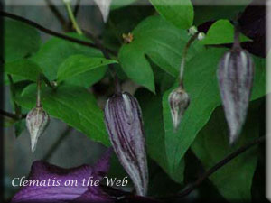 Clematis photograph