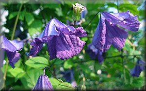 Clematis photograph